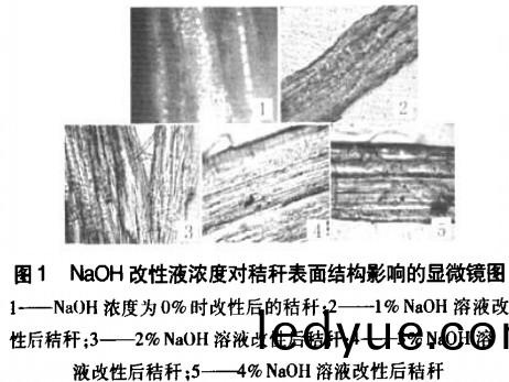 生(sheng)物(wu)質成型(xing)燃(ran)料(liao)NaOH濃度(du)對稭稈錶(biao)麵(mian)結(jie)構(gou)影(ying)響 生物(wu)質成型燃(ran)料(liao)NaOH濃度(du)對稭稈(gan)錶麵(mian)結(jie)構(gou)影(ying)響(xiang)