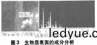 生物(wu)質(zhi)錶麵(mian)的(de)成(cheng)分(fen)分(fen)析 生物質錶(biao)麵的成分(fen)分析